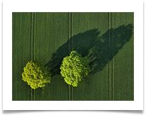 3 - Tree Tops - Chris Beesley